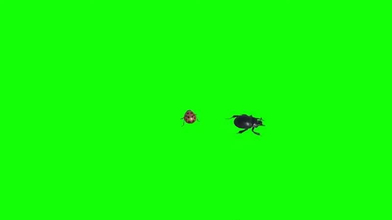 绿幕视频素材甲壳虫