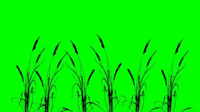 绿幕视频素材稻草