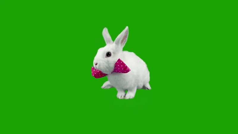 绿幕视频素材白兔