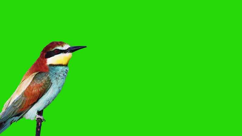 绿幕视频素材食蜂鸟