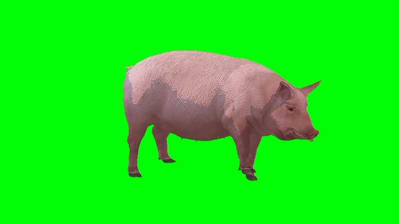 绿幕视频素材肥猪